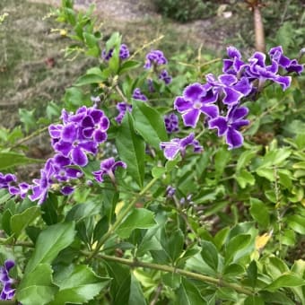 紫の鉢巻き