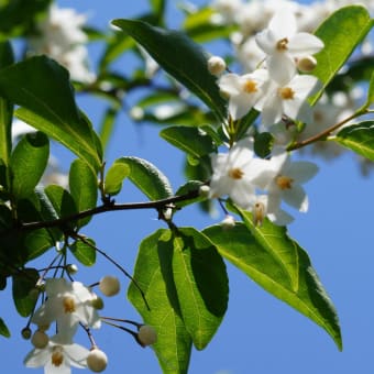 えごの花