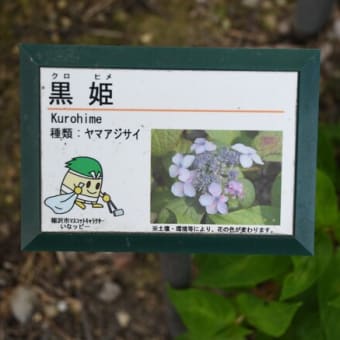 水無月の隼