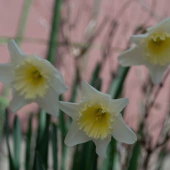 ●我が家の４月の花（7）　白い椿　シャクナゲ　赤い雪割草　キジムシロ　黄色い口紅スイセン