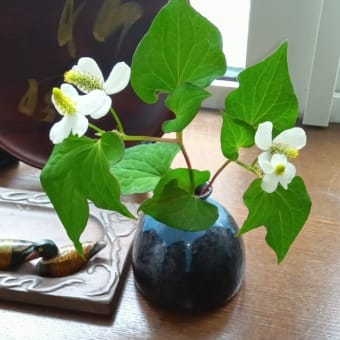 シンプルな花が好き