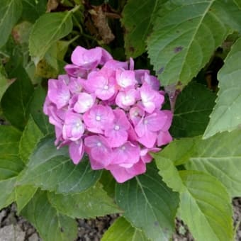 挿し芽・葉挿しで繋ごう