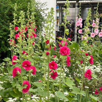 立葵の花咲き誇る