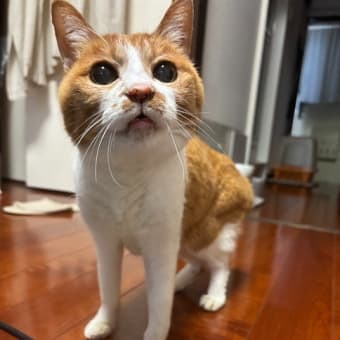 今日の元気