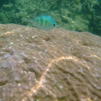 2008　コブハマサンゴにスズメダイが気持ちよさそうに泳いでいる