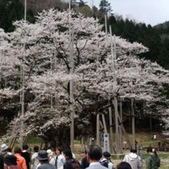 岐阜飛騨路の旅　根尾谷淡墨桜編