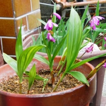 紫蘭の花が全開です♪