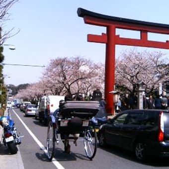 桜・渋滞～？？