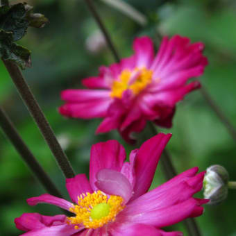 八重咲き秋明菊