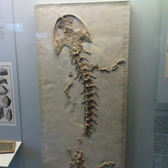 3000万年前のオオサンショウウオの化石に会ってきました