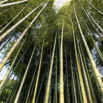 HDR ＠ bamboo curtain