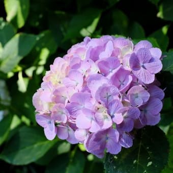 磯山神社の紫陽花