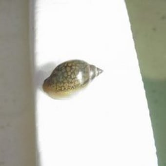 タニシじゃありませんでした ふつうな生活 タニシじゃありませんでした ふつうな生活