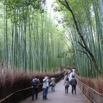 2011年12月3日(土)　野宮神社
