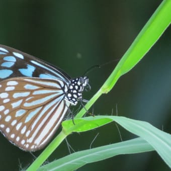 オオゴマダラ🦋リュウキュウアサギマダラ