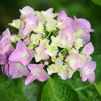 今日の花　（紫陽花）