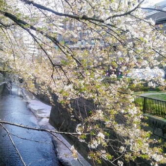 花吹雪　花筏　葉桜