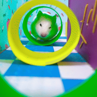 Hamster hospital maze 🏥 Adventures of granny Homura in the Hospital 🏥 ホムラハム