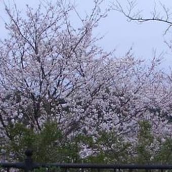 桜だよ