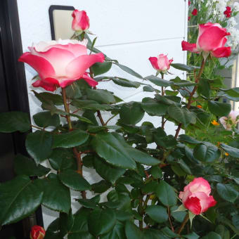 狭ーい我が家の庭　素敵に咲いて咲いた薔薇