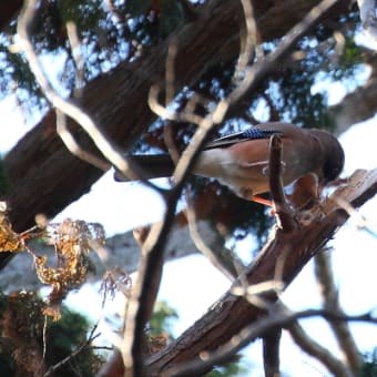 Young 探鳥会＠井の頭公園