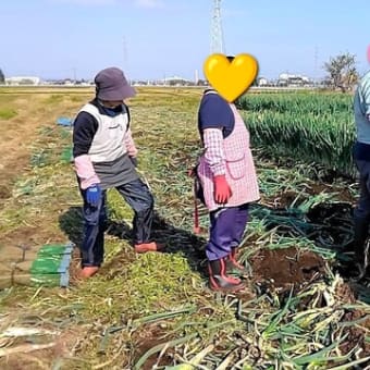 ネギの収穫作業に初挑戦する利用者さん😊