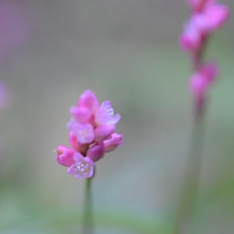 秋の木の実