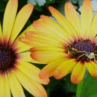 ●我が家の７月の花（13）　エキナセアにミツバチ　オステオスペルマムに小さい蜂と蜘蛛　ジニア・ザハラ　