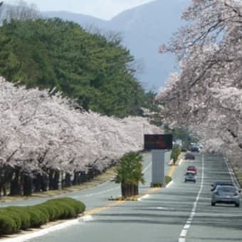 韓国～桜満開！