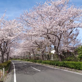 2022年4月7日小倉南区の紫側の桜です。4月1日に写真撮りに行きました。