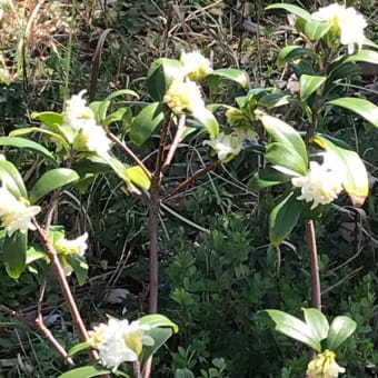 船橋の木、山茶花