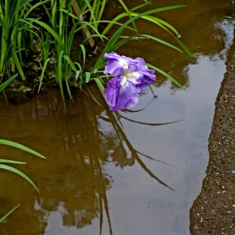 花菖蒲