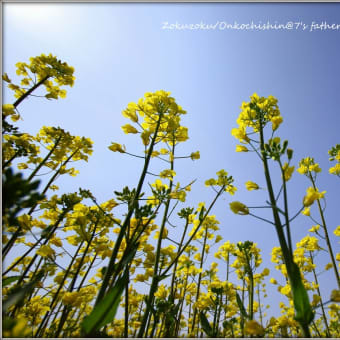 菜の花