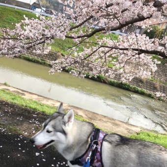 🌸