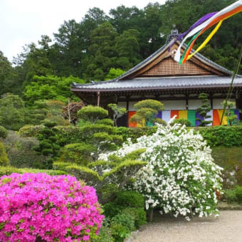 春の花満開　紀州大和の花の寺と神社　2016年4月29日