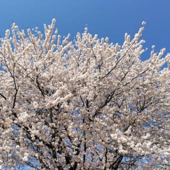 お花見