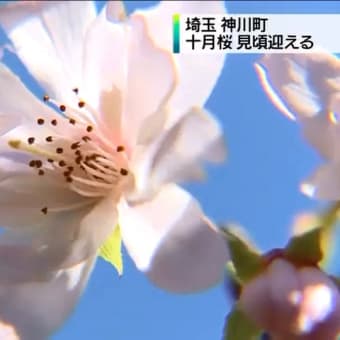 『十月桜』が見頃・山あいの公園　埼玉県　２０１４年１１月０４日