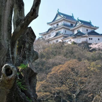 和歌山城の桜 満開