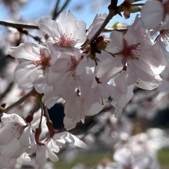 そうだ、日本三大桜を見に行ってみるかぁ
