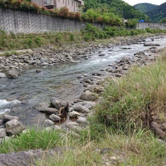 鮎、狩野川の状況