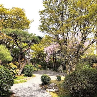 嵐山のお花見です。