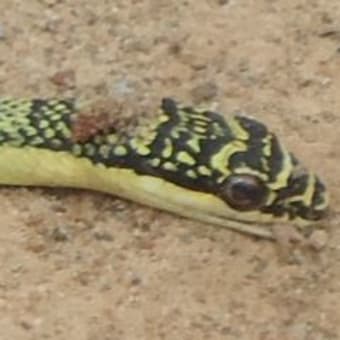 タイの毒蛇