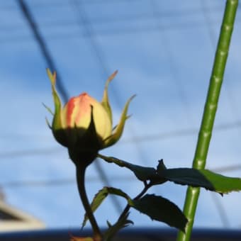 2020年のバラの開花宣言