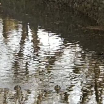 玉川上水のカモ
