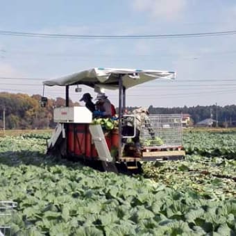 キャベツ収穫機：茨城の農業機械化