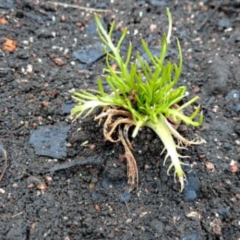 わさびだいこん植え付け   2021/03/12