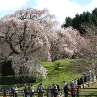 宇陀の又兵衛桜