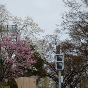 札幌も桜の開花宣言が…🌸
