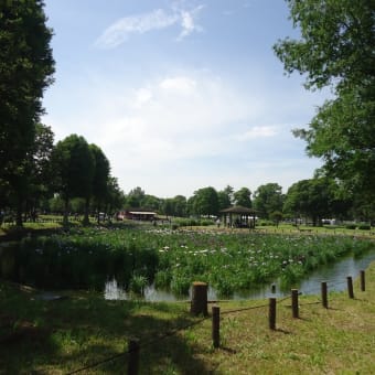 水元公園、はなしょうぶ園