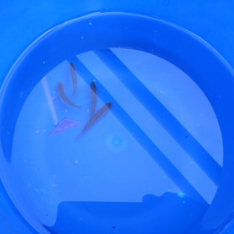 水深約２０ｃｍ
